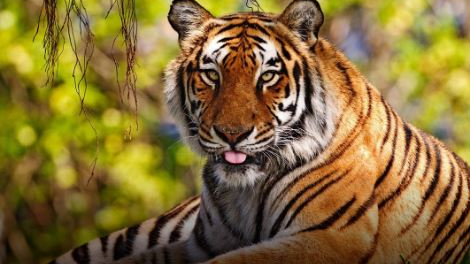 Tigress Zeenat ready for safe relocation in Jharkhand