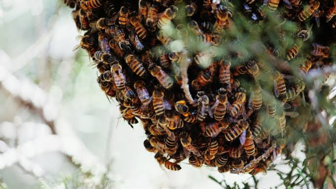 Bee Attack at school leaves 30 students, teachers injured in Kendrapara
