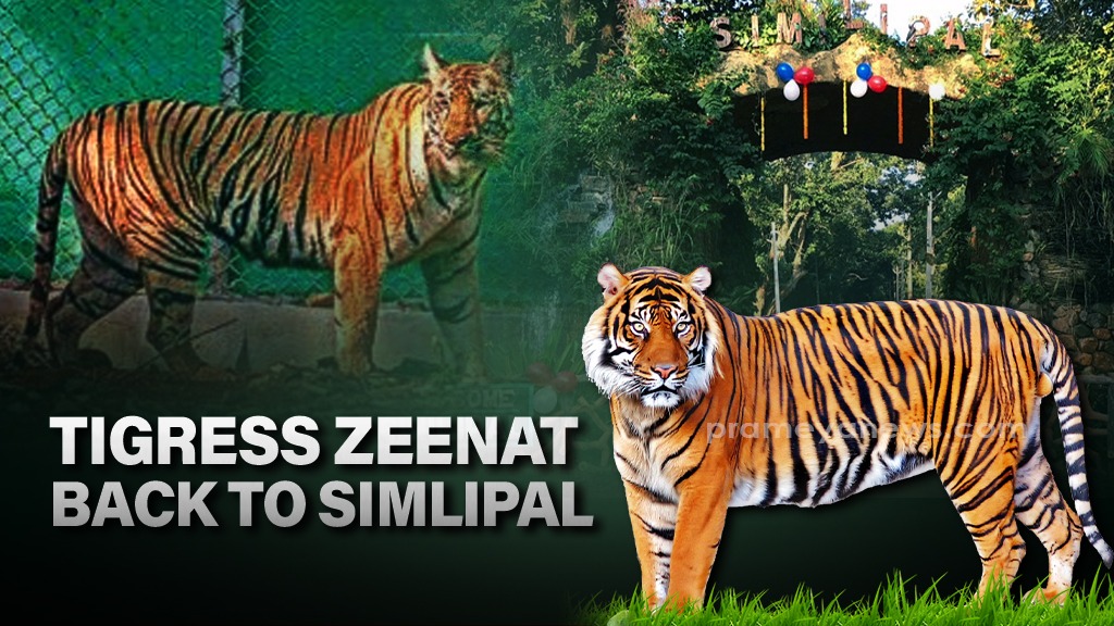 Tigress Zeenat Returns to Similipal Reserve Safely