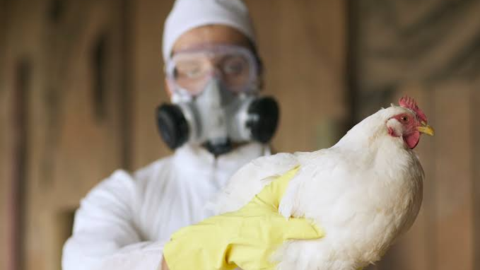 Bird Flu Scare in Puri: Thousands of Chickens Dead
