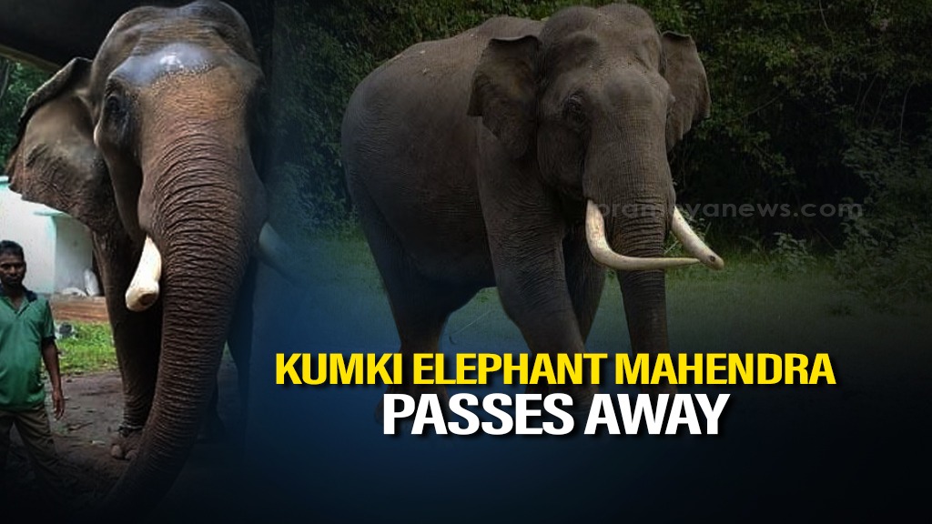 Mahendra the Heroic Tusker Passes Away in Odisha's Similipal