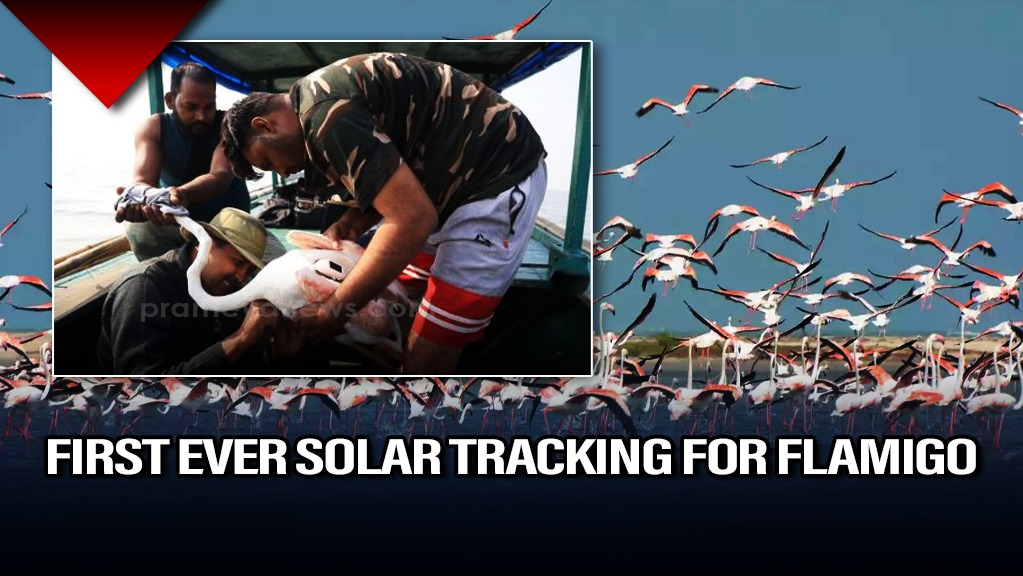 Odisha Forest Department tracks flamingos with solar-powered GPS Technology