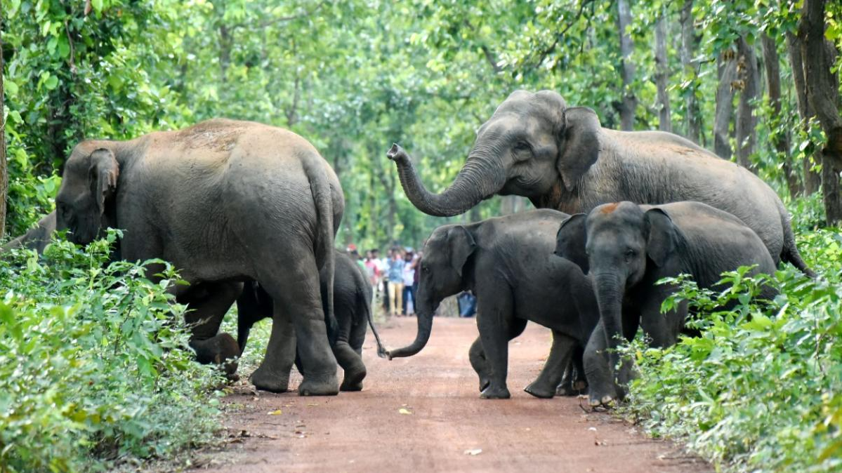 Herd of elephant wreak havoc, kills woman in Odisha