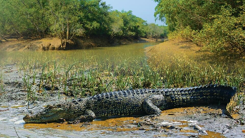 Bhitarkanika National Park closed for visitors during the Annual Crocodile Census