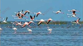 Bird census underway in 52 wildlife divisions of Odisha