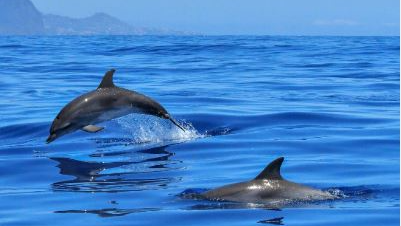 Dolphin Census in progress in Odisha’s Chilika Lake