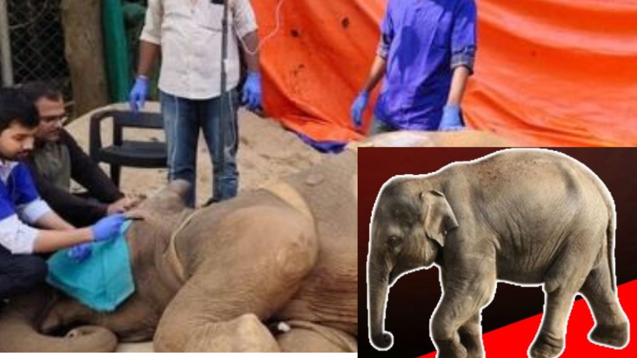 Rescued elephant calf dies at Bhubaneswar’s Nandankanan Zoological Park