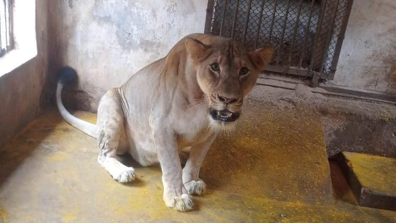 Lioness Rewa passes away at Nandankanan Zoo; Lion population falls to 23