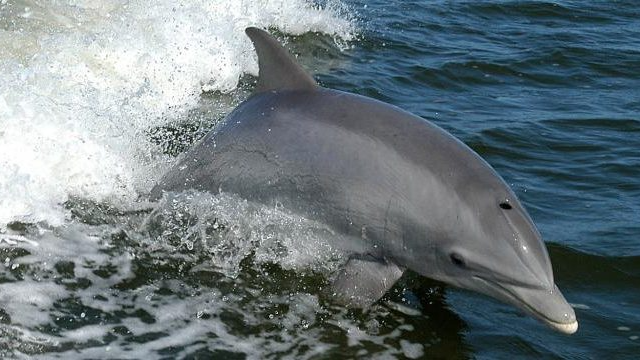 Dolphin Census in progress in Odisha’s Bhitarkanika and Gahirmatha