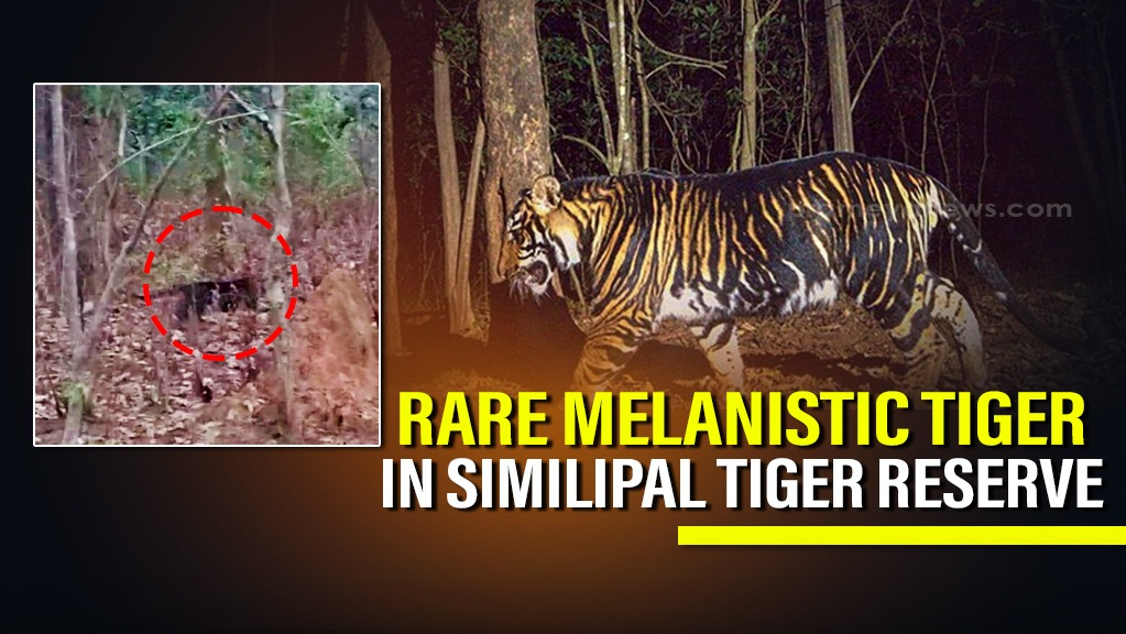 Rare Melanistic Tiger Spotted Near Odisha Villages