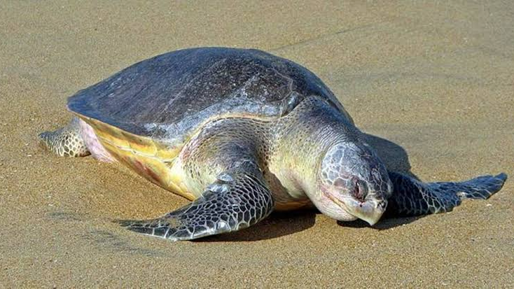 Odisha's Olive Ridley Turtle Reaches Maharashtra Coast