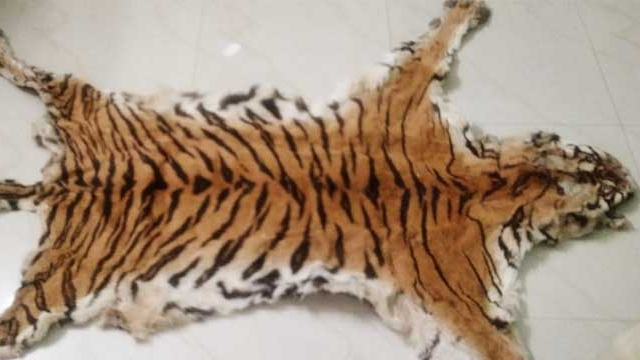 Royal Bengal Tiger skin, teeth & nails seized, two arrested in Odisha