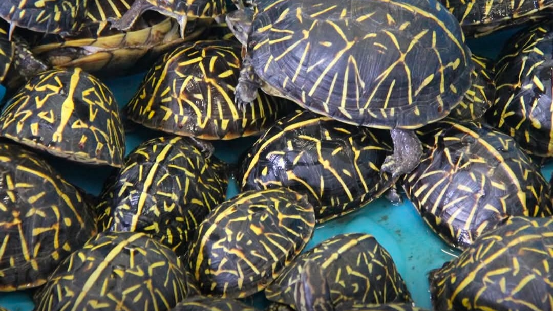 Forest Officials Seize 473 Rare Turtles in Malkangiri Anti-Smuggling Operation