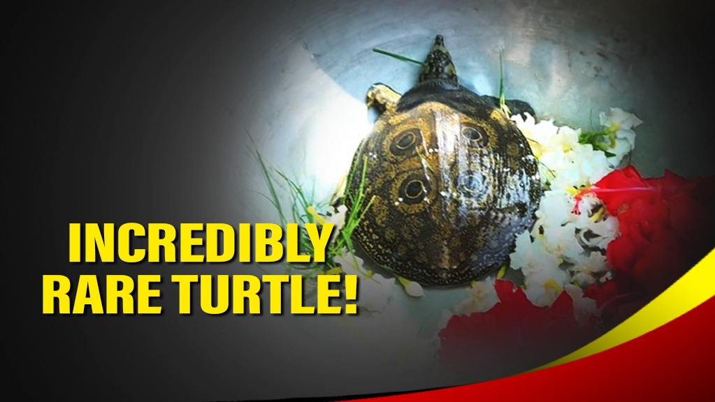 Rare Turtle with symbol of 'Lord Jagannath' on back in Odisha village