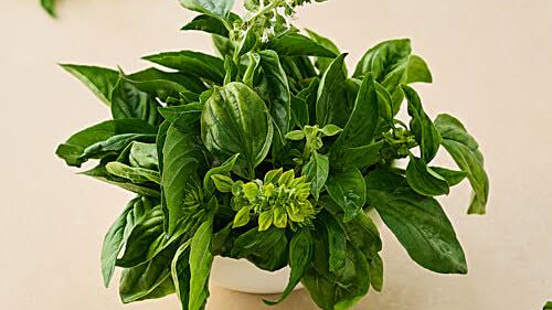 Can chewing basil leaves reduce uric acid level?