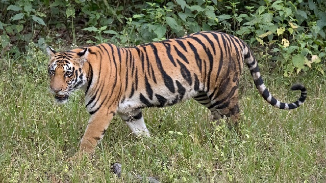 Tiger Scare in Nuapada Village, Odisha