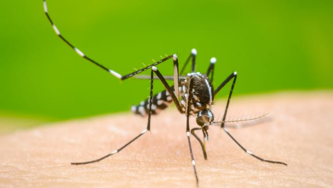 Dengue Scare in Ganjam: 1 Dead, 8 Sick in Aryapalli Village