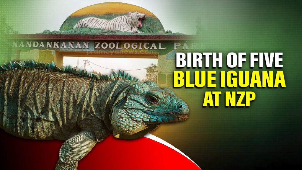 Bhubaneswar’s NZP celebrates birth of five Blue Iguana hatchlings