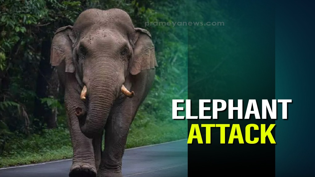Human-animal conflict: Elephant crushed ‘Gaja Sathi’ to death in Angul