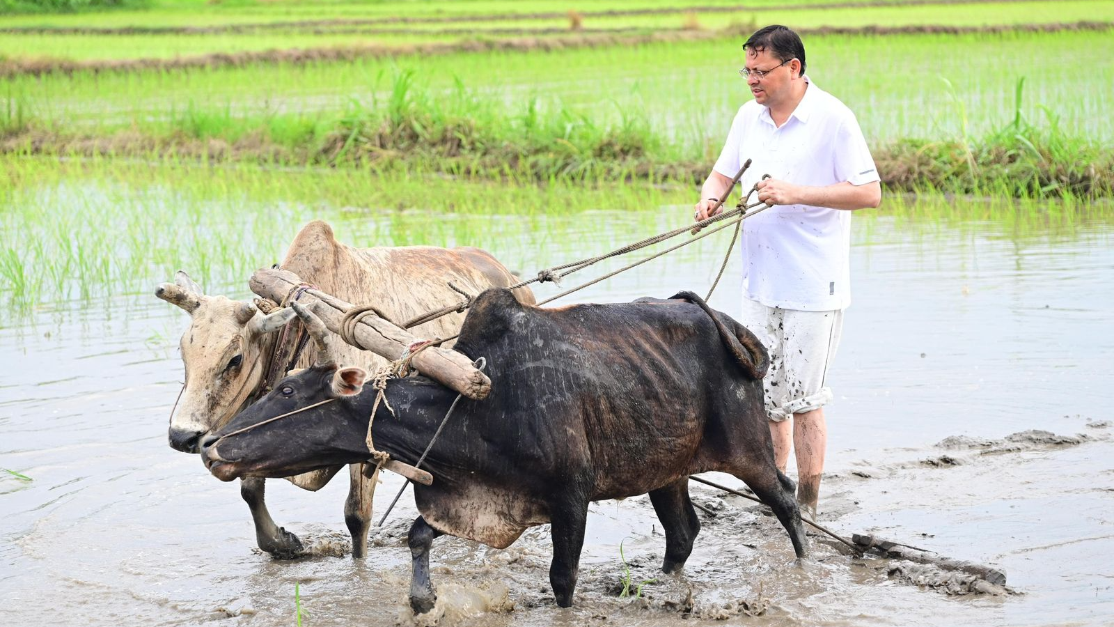 Uttarakhand CM Dhami plants paddy in Khatima, pays tribute to farmers’ hard work