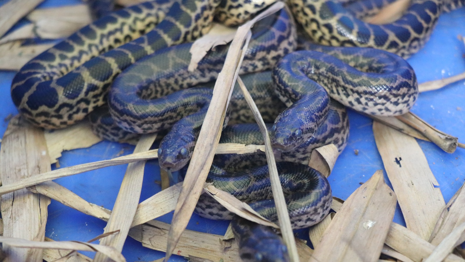 Nandankanan Zoo welcomes 11 new yellow Anaconda hatchlings