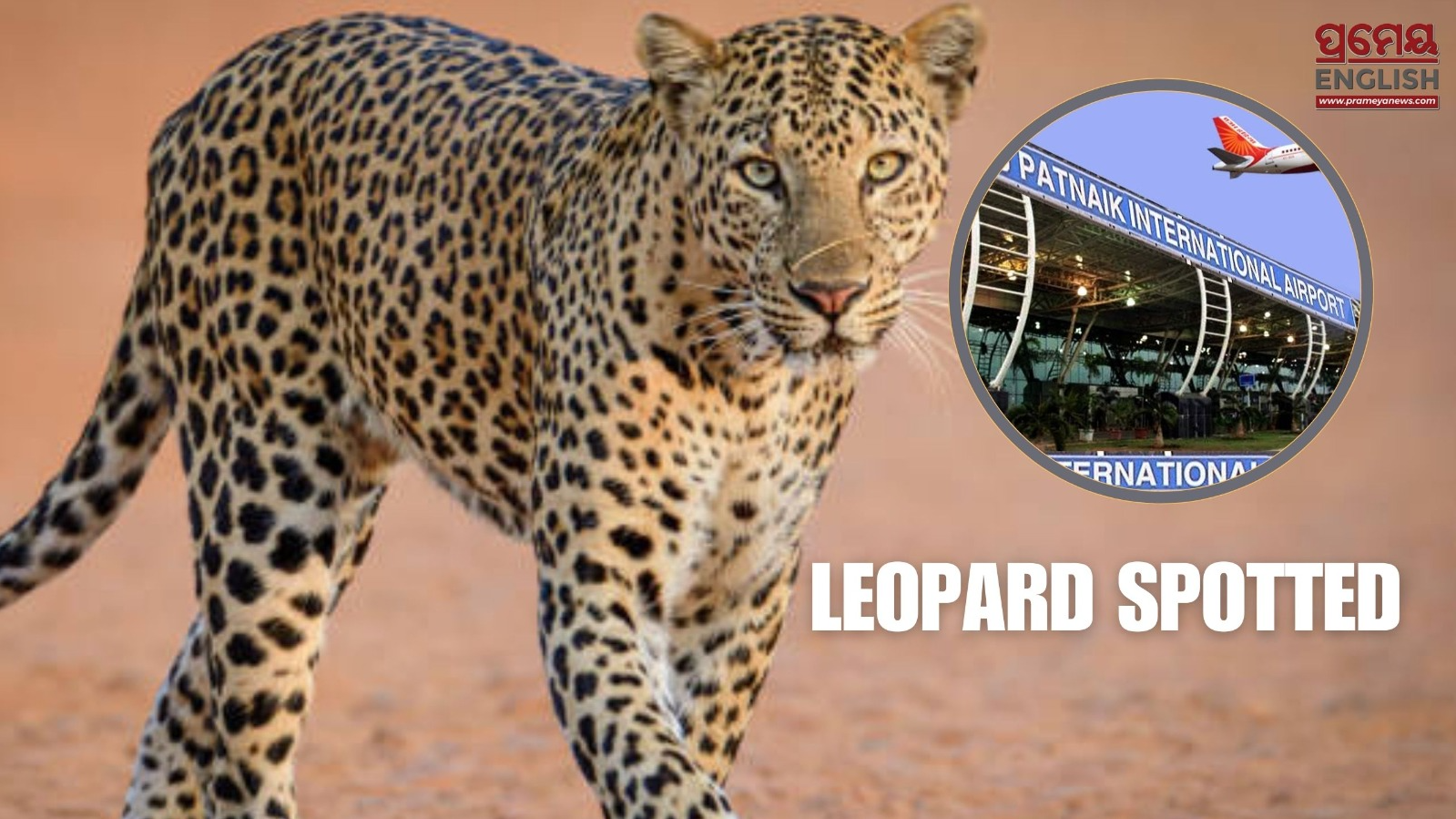 Leopard Scare Strikes Bhubaneswar Airport Again