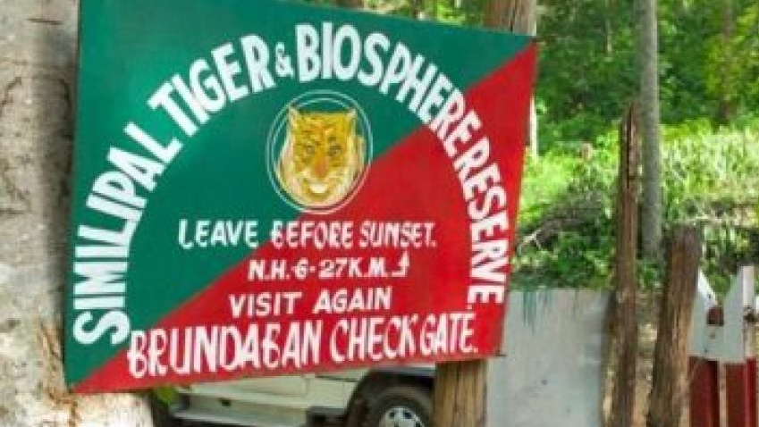 Odisha: Tigress ‘Yamuna’ brought from Maharashtra preys on wild boar in Similipal Tiger Reserve