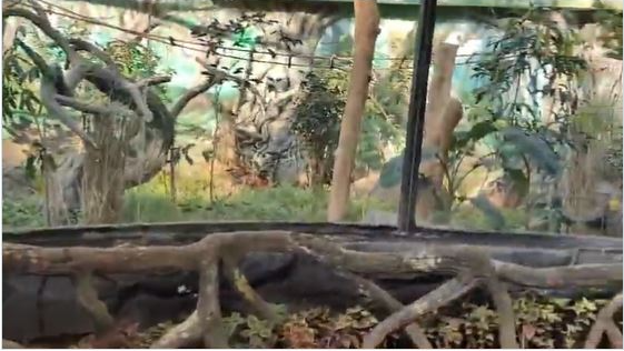 Odisha Inaugurates Exotic Primate Enclosure at Nandankanan Zoo