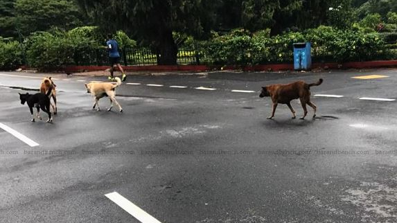 Elderly woman mauled to death by stray dog in Odisha