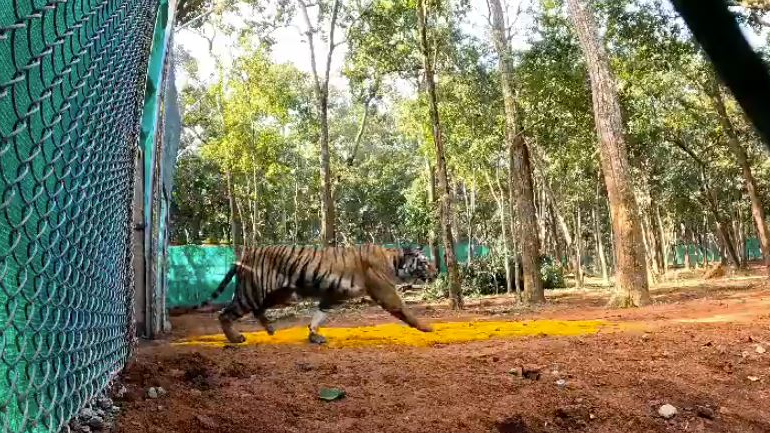 Tigress 'Zeenat' preys on a wild pig on first day in Similipal Tiger Reserve 
