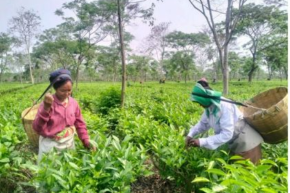 Assam tea worth over Rs 2,800 crore sold at Guwahati Tea Auction Centre during FY 2024-25