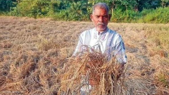 Kharif paddy procurement from December 23 in Ganjam: Collector 