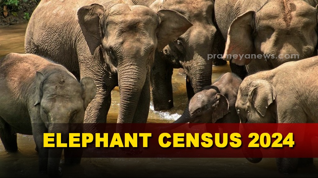 Winter census finds out 2103 elephants in Odisha forests, highest in Dhenkanal