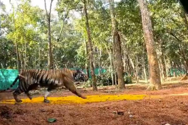 Tigress 'Zeenat' released in Odisha's Similipal Tiger Reserve ventures into Jharkhand