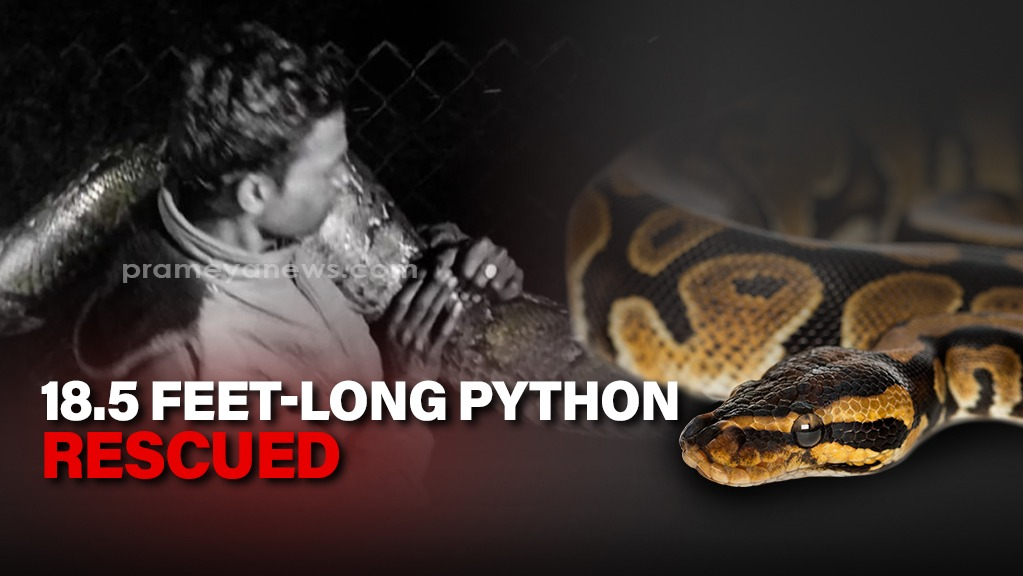18.5 feet-long python rescued in Odisha