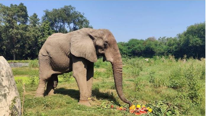 Animal Welfare experts of Anant Ambani's Vantara become saviour for Shankar, the lone African elephant in Delhi National Park: Nature’s care brings miracle!