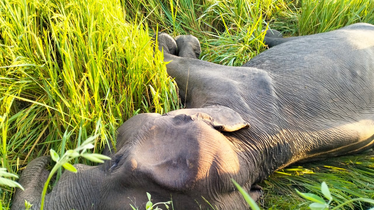 Another elephant carcass spotted in Athmallik forest