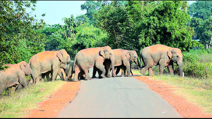 Odisha forest area falls short for elephant population: Attributes to man-animal conflict! 