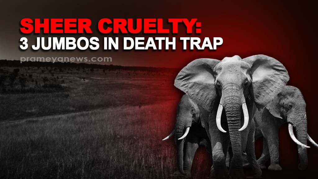 3 elephants Killed in Odisha's Sambalpur Forest