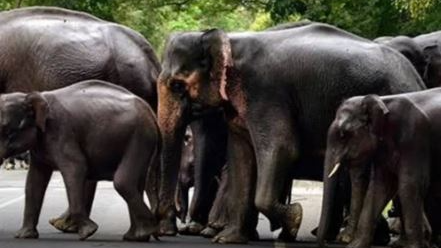 Odisha registers 857 elephants' death during last decade