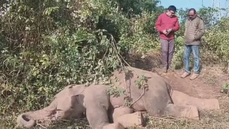 Female elephant found dead in Mayurbhanj forest