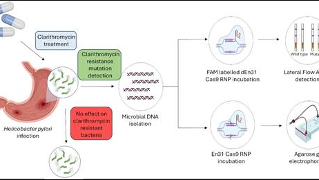 New method for detecting H. pylori & its mutations can help dyspeptic patients' care