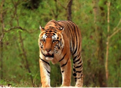 NTCA Delays Translocation of Tigers to Odisha After Similipal Incident