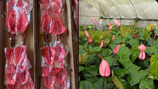 Loads of Anthurium flowers from Mizoram exported  to Singapore