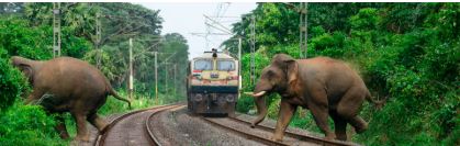WII works out on eco-friendly linear infrastructures to curb elephant death 