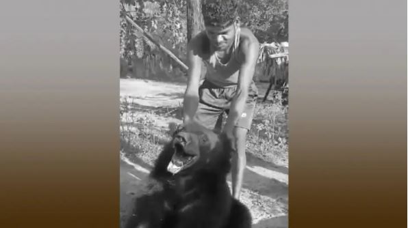 Wild bear tied up and bludgeoned in Malkangiri village: Forest officials probe on viral video
