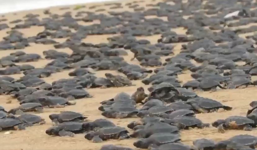 Thunderstorm hits Odisha’s Rushikulya Mouth: Chief Secy reviews status at the rookery