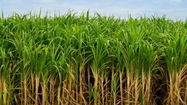Fair and Remunerative Price of Rs. 355/qtl approved for Sugarcane Farmers 