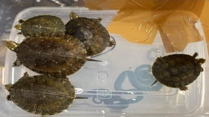 48 vipers, 5 Thai-turtles seized from passenger in Mumbai Int. Airport