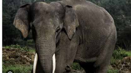 Tusker electrocuted to death in Satakosia Gorge Sanctuary